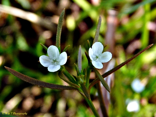 {Polypremum procumbens}